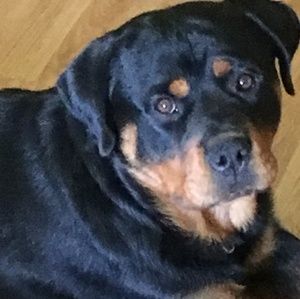 Meet your Posher, George